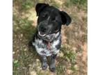Adopt Axel a Black - with White Border Collie / Mixed Breed (Medium) / Mixed dog