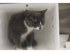 Adopt Prince 5-3 a Gray or Blue Domestic Shorthair / Domestic Shorthair / Mixed