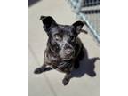 Adopt Benny a Black Labrador Retriever / Mixed dog in Farmington, NM (41188791)