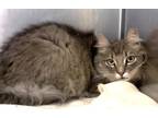 Adopt 655944 a Gray or Blue Domestic Mediumhair / Domestic Shorthair / Mixed cat
