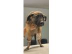 Adopt Candice a Tan/Yellow/Fawn Shepherd (Unknown Type) / Mixed dog in Madera
