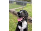 Adopt Shep a Black - with White Border Collie / Labrador Retriever / Mixed dog