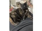 Adopt Bebita a Tortoiseshell Domestic Shorthair / Mixed (medium coat) cat in