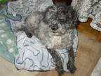 Adopt Fripette a Black - with White Poodle (Miniature) / Mixed dog in Toronto