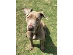 Adopt Picket a Black - with Gray or Silver Weimaraner / Mixed Breed (Medium) /