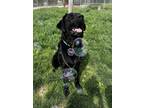 Adopt Black Bear a Black Labrador Retriever / Mixed dog in Danville