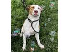 Adopt Sugar a White Labrador Retriever / Mixed dog in Danville, IL (41204277)