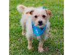 Adopt Tater Tot a Tan/Yellow/Fawn Terrier (Unknown Type, Small) / Mixed dog in