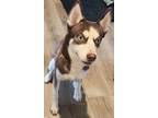 Adopt Rocky rose a Brown/Chocolate - with White Husky / Mixed dog in Del Valle