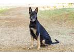 Adopt SALAZAR / CZAR a Black - with Brown, Red, Golden, Orange or Chestnut