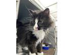 Adopt Gwen a All Black Domestic Longhair / Domestic Shorthair / Mixed cat in