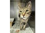 Adopt Janea a Brown or Chocolate Domestic Shorthair / Domestic Shorthair / Mixed