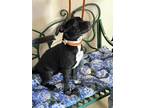 Adopt Daphne a Black Hound (Unknown Type) / Mixed dog in Frazier Park