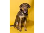 Adopt Charlie 'Chester' a Brown/Chocolate Australian Kelpie / Mixed Breed