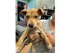 Adopt Pancha a Tan/Yellow/Fawn American Pit Bull Terrier / Mixed dog in Madera
