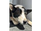 Adopt Cali'Rae a White Border Collie / Mixed dog in Madera, CA (41366630)