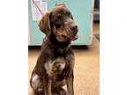 Adopt Miranda a Brown/Chocolate Australian Cattle Dog / Mixed dog in Madera