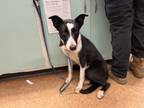 Adopt Arlo a Black Border Collie / Border Collie / Mixed dog in Madera