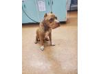 Adopt Theodore a Tan/Yellow/Fawn American Pit Bull Terrier / Mixed dog in