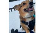 Adopt Piper a Black - with Tan, Yellow or Fawn Corgi / Mixed dog in Wilsonville