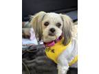 Adopt Nan a Shih Tzu dog in Charleston, SC (41348984)