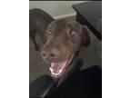 Adopt Hank a Brown/Chocolate Labrador Retriever / Mixed dog in Danbury