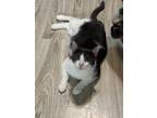 Adopt Arrow (C) a White (Mostly) Domestic Shorthair cat in Arlington/Ft Worth