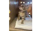 Adopt 55844048 a Gray or Blue Domestic Shorthair / Domestic Shorthair / Mixed