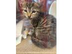Adopt 55843819 a All Black Domestic Shorthair / Domestic Shorthair / Mixed cat
