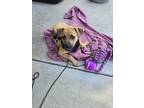 Adopt cleo a Tan/Yellow/Fawn - with White Miniature Pinscher / Pug / Mixed dog
