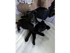 Adopt 2 brothers a Black - with White Patterdale Terrier (Fell Terrier) / Border