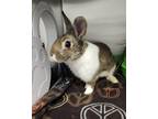Adopt Bilby a Rex / Mixed rabbit in Topeka, KS (41366497)