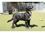 Adopt Louie a Black Border Collie / Great Pyrenees / Mixed (short coat) dog in