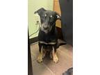 Adopt SUSAN a Black Shepherd (Unknown Type) / Mixed dog in Cleburne
