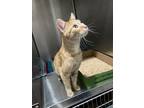 Adopt Dr. Tino a Orange or Red Domestic Shorthair / Mixed Breed (Medium) / Mixed