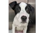 Adopt Jelly Roll a Black American Pit Bull Terrier / Mixed Breed (Medium) /