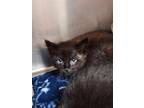 Adopt Eclipse a All Black Domestic Mediumhair / Domestic Shorthair / Mixed cat