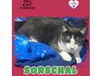 Adopt Sorschal a Domestic Shorthair / Mixed (short coat) cat in Kingman
