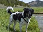 Adopt Warden a Black - with White Mutt / Mixed dog in Grand Junction