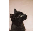 Adopt Christopher a All Black Domestic Shorthair / Domestic Shorthair / Mixed