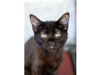 Adopt Nero a All Black Domestic Shorthair / Domestic Shorthair / Mixed cat in