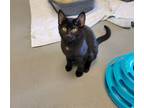 Adopt Yang a All Black Domestic Shorthair / Domestic Shorthair / Mixed cat in