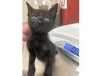 Adopt 55843827 a All Black Domestic Shorthair / Domestic Shorthair / Mixed cat