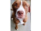 Adopt Orange Chicken a Brown/Chocolate American Pit Bull Terrier / Mixed dog in