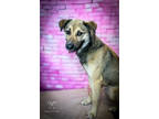 Adopt Biggie a Tan/Yellow/Fawn German Shepherd Dog / Mixed dog in New Bern
