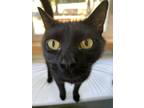 Adopt Opheliea a All Black Domestic Shorthair / Domestic Shorthair / Mixed cat