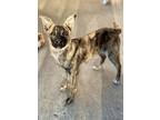 Adopt Shenzi a Brindle Terrier (Unknown Type, Small) / Mixed dog in Red Bluff