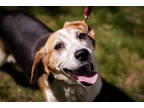 Adopt Bugel a Black Mixed Breed (Medium) / Mixed dog in Boone, NC (41292980)