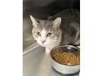 Adopt Theo a Gray or Blue Domestic Shorthair / Mixed Breed (Medium) / Mixed