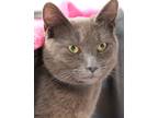Adopt Acrylic a Gray or Blue Domestic Shorthair / Domestic Shorthair / Mixed cat